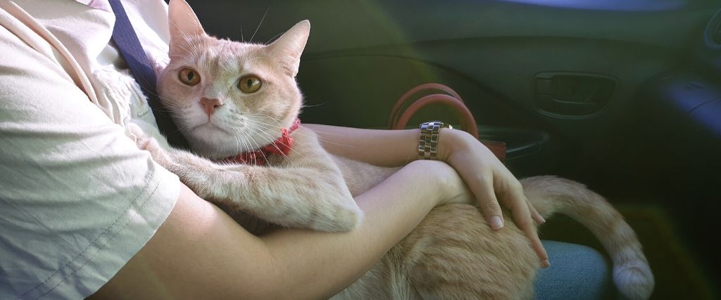cats-separation-anxiety