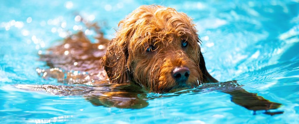 dry-drowning-pets